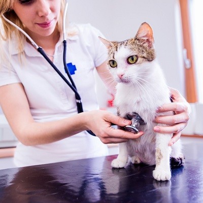 Maryland Veterinarians, Who’s Managing Your IT?